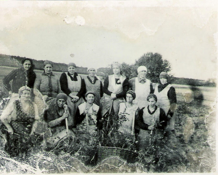 Bei der Kartoffelernte am Glinaweg 1944