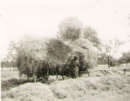 Heueinfuhr 1959